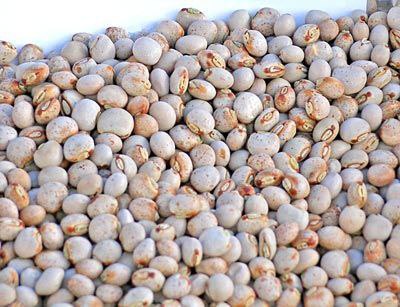 Pigeon bean